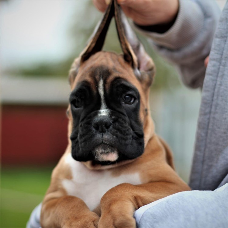 Тигровый боксер