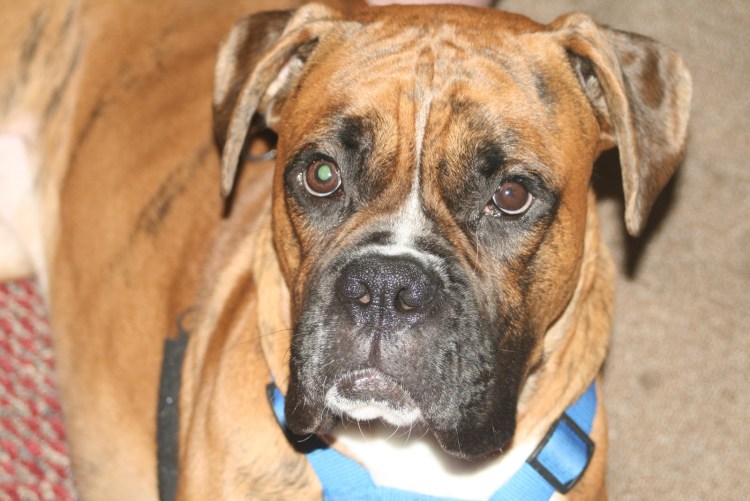 Немецкий боксёр тигровый