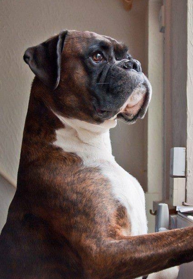 Боксёр собака с купированными ушами