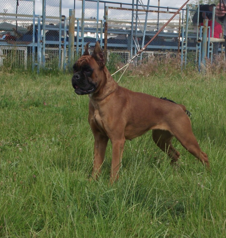 Порода немецкий боксер