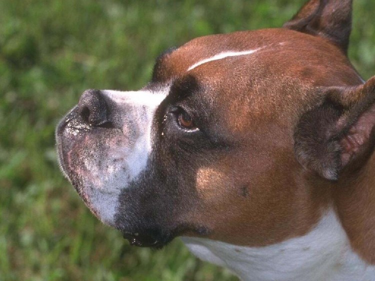 Испания собаки боксер