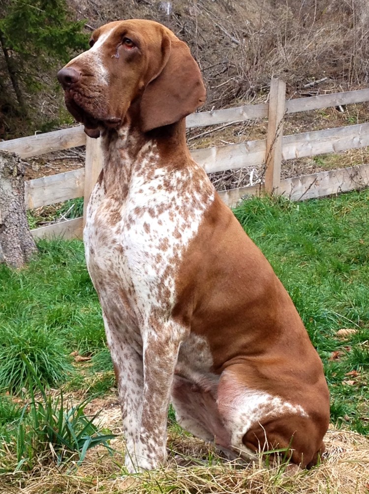 Порода собак Бракко итальяно