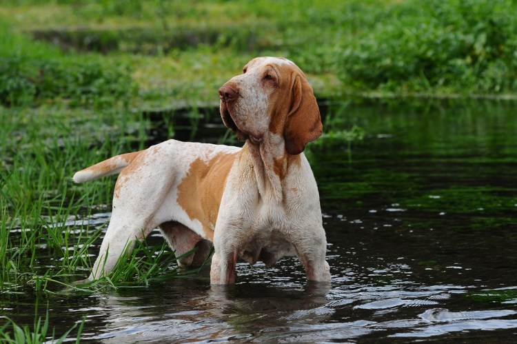 Порода собак Бракко итальяно