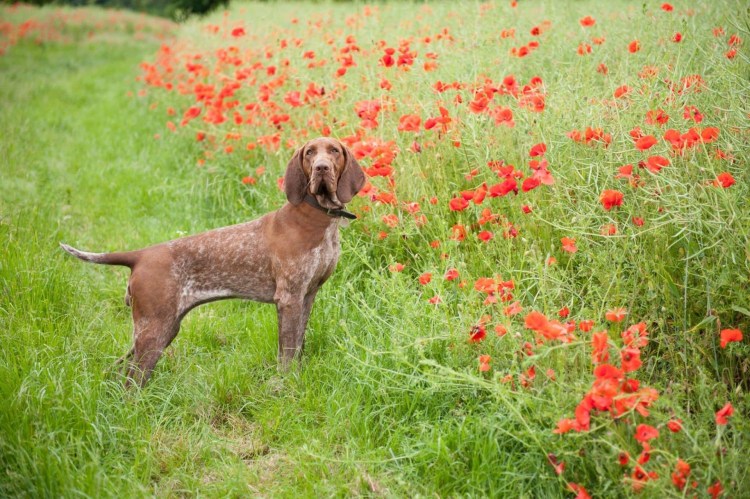 Порода собак Бракко итальяно