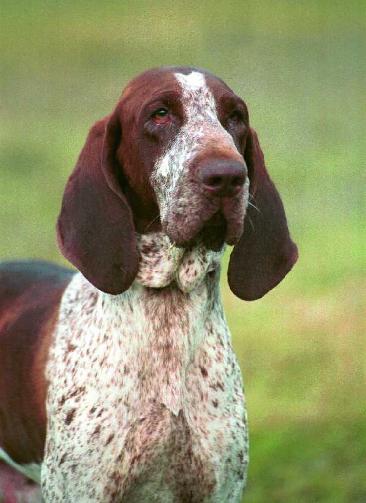 Бракко итальяно одежда