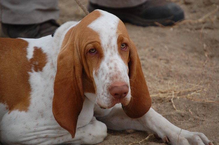 Турецкий Пойнтер