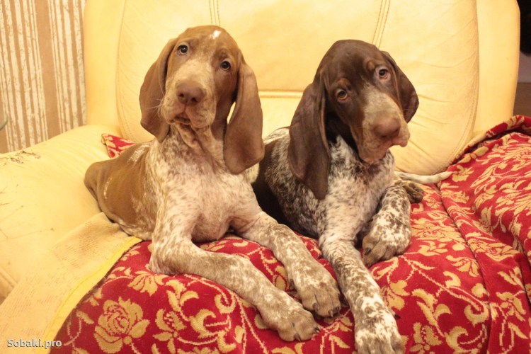 Легавая Бракко итальяно