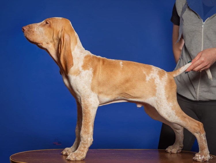 Бракко итальяно порода