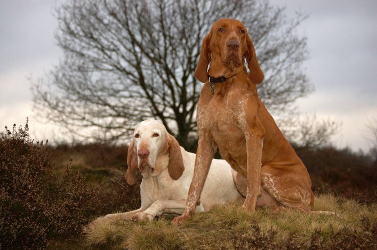 Бракко собака