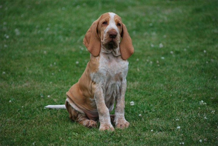 Легавая Бракко итальяно