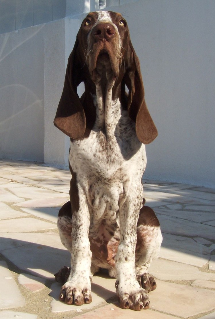 Итальянский бракк стандарт породы