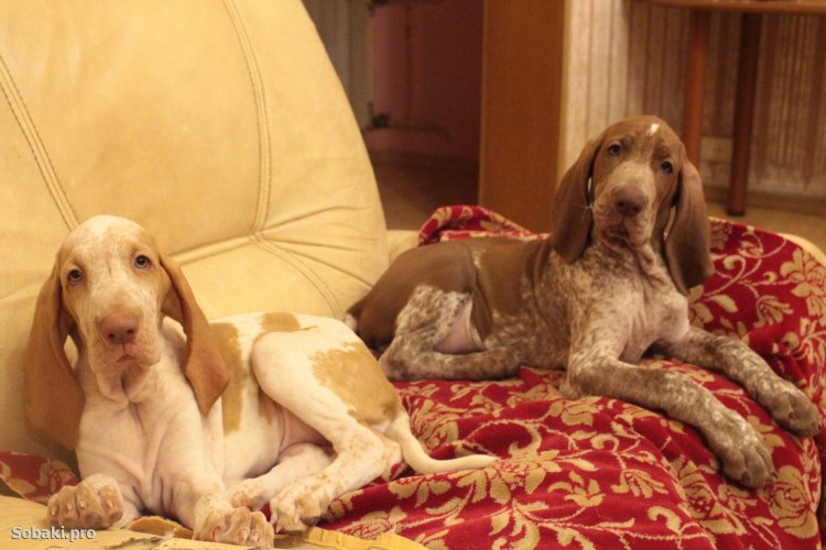 Классификация Бракко