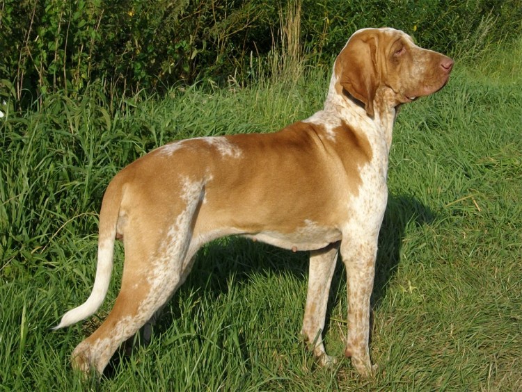 Итальянская короткошерстная легавая чемпион мира