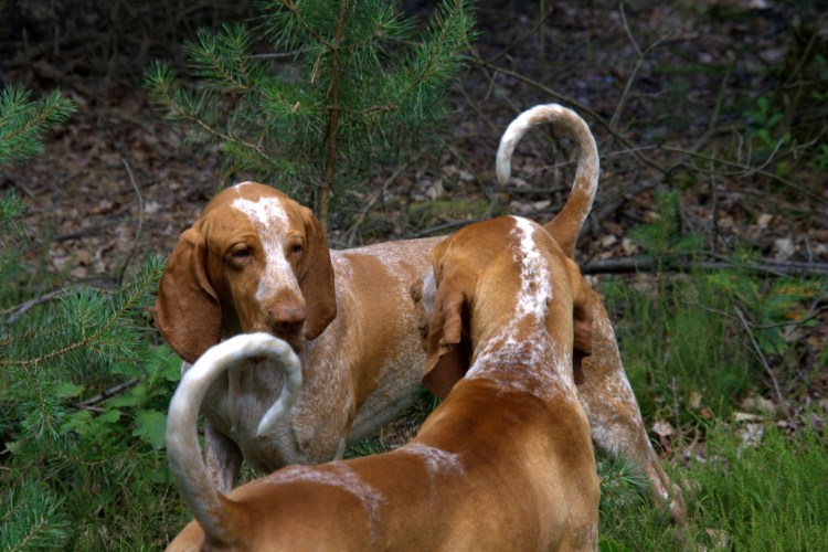 Легавая Бракко итальяно