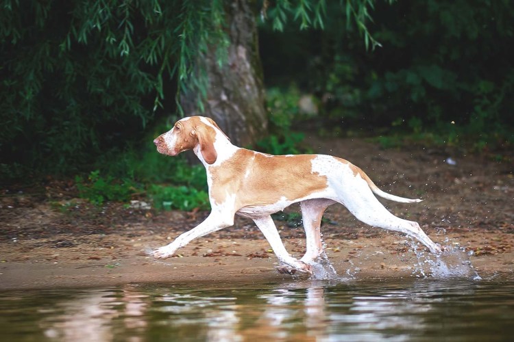 Итальянский бракк голова