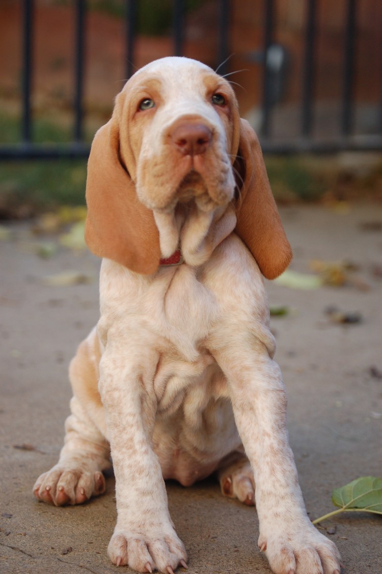 Пойнтер порода собак