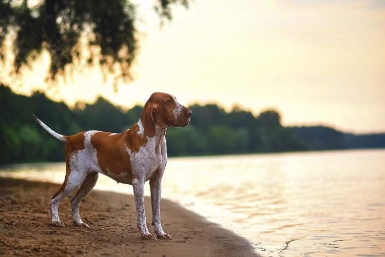 Бракко итальяно порода