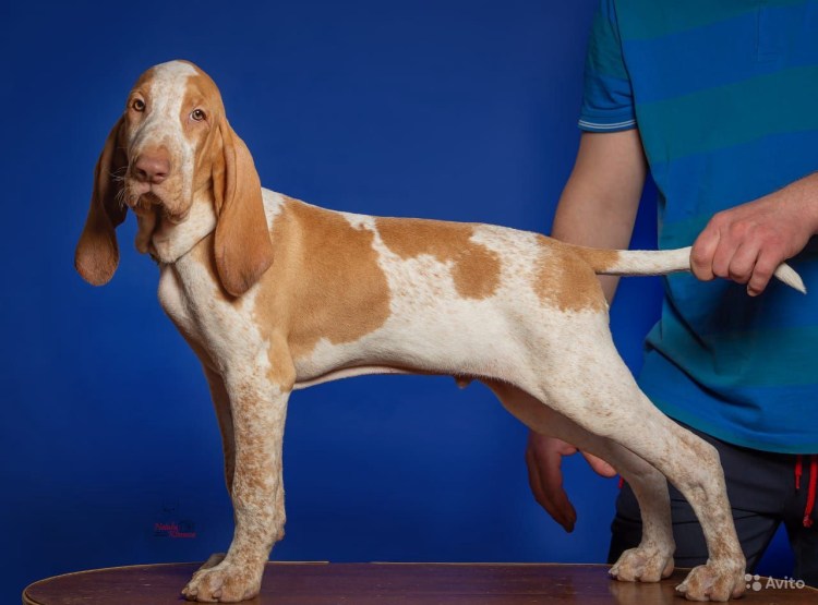 Итальянский бракк