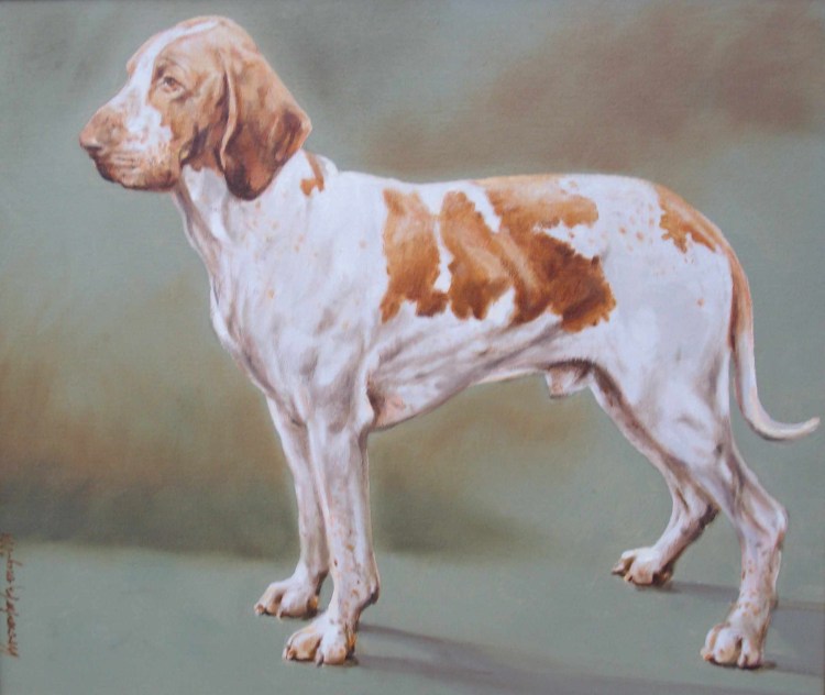 Итальянская гончая Бракко