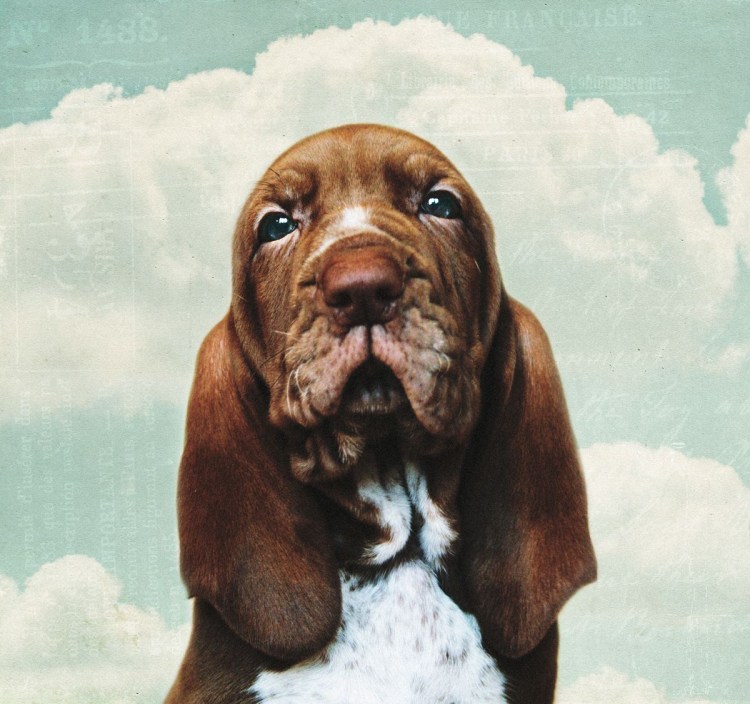 Бракко итальяно Барокко собака