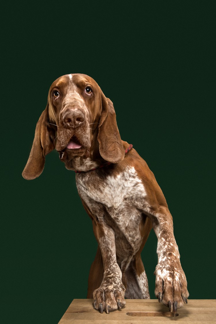 Бракко собака