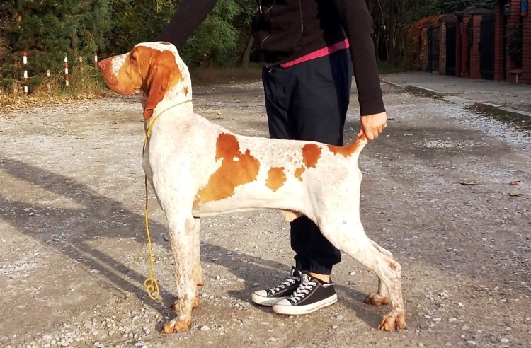 Анатомия Бракко итальяно