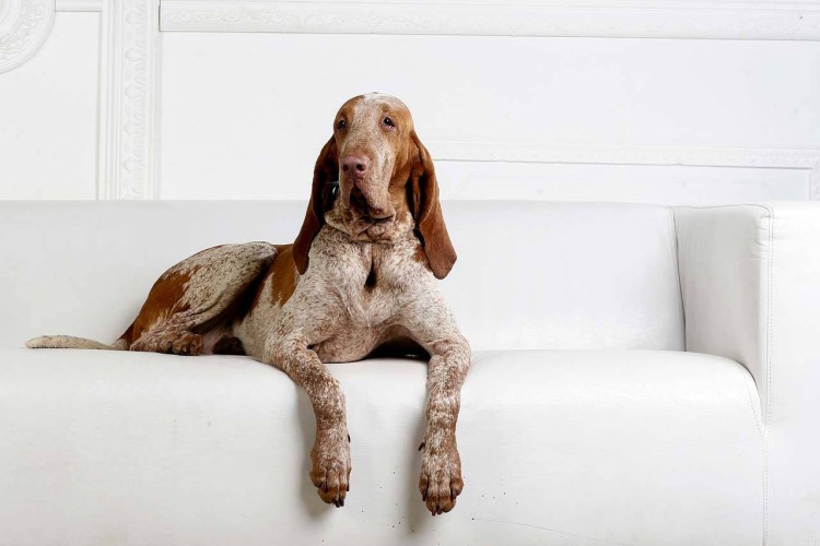 Итальянский бракк в стойке