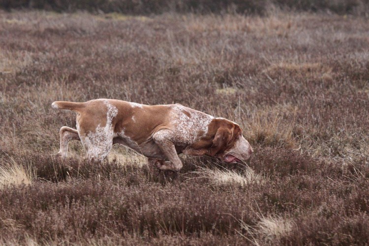 Арьежский бракк охотничье собака