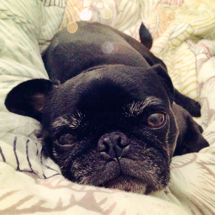 Французский бульдог