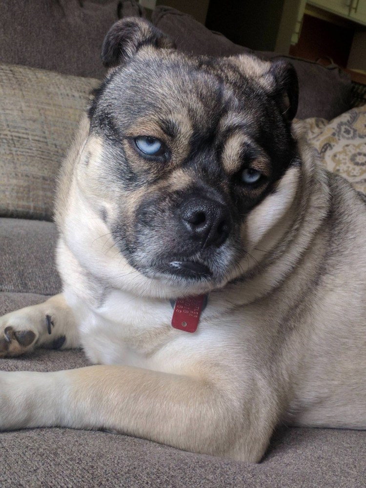 Метис французского бульдога и чихуахуа