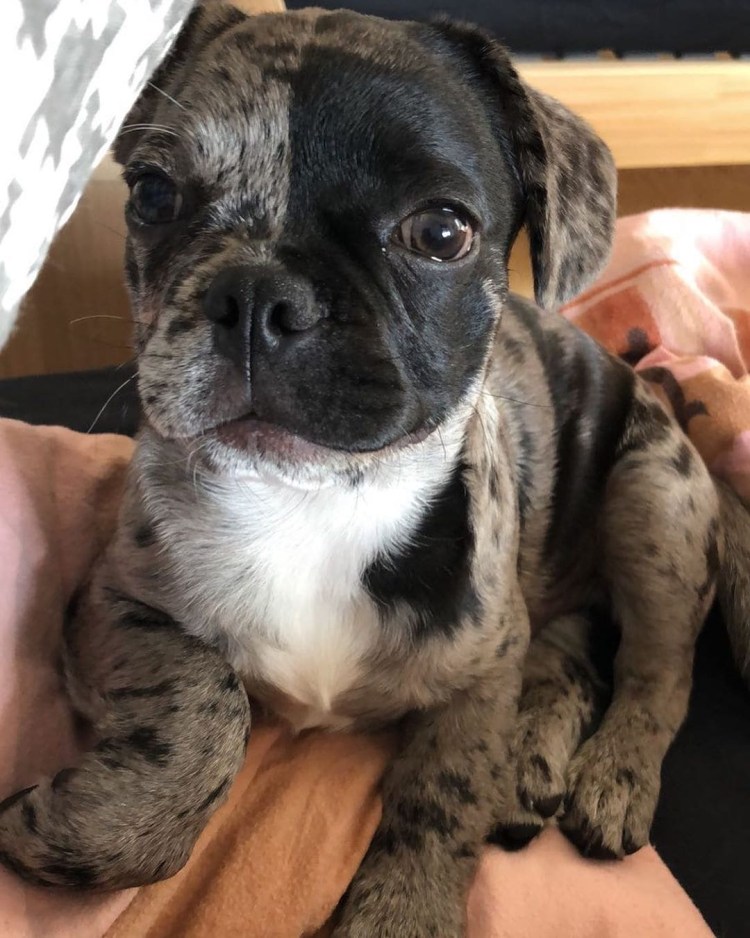 Помесь бульдога и МОПСА