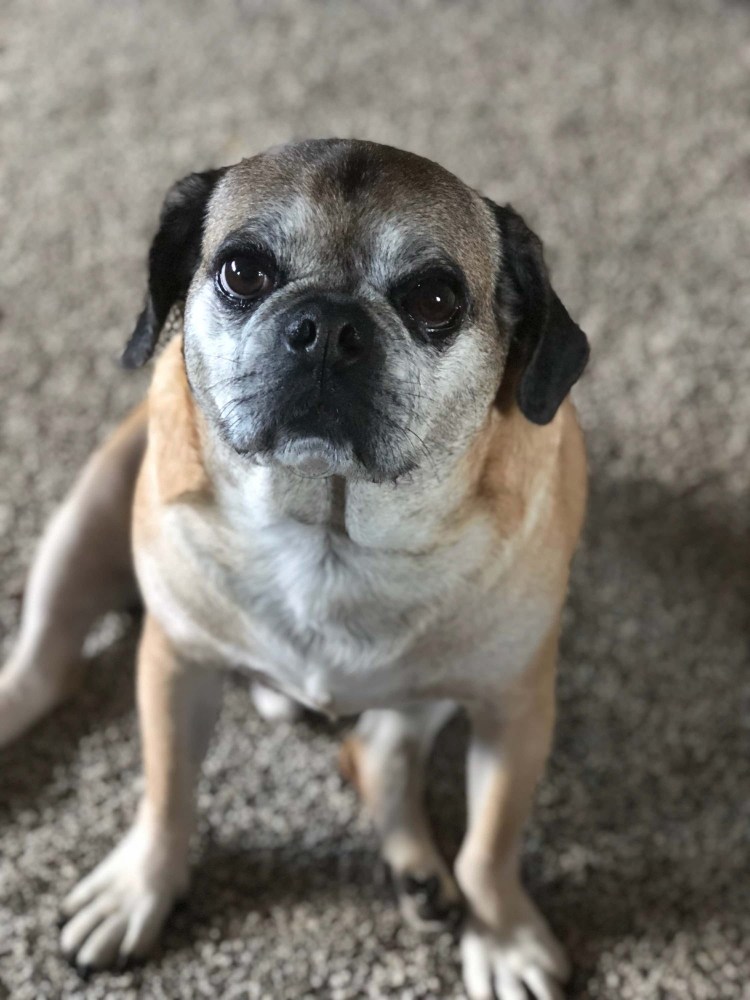 Метис французского бульдога