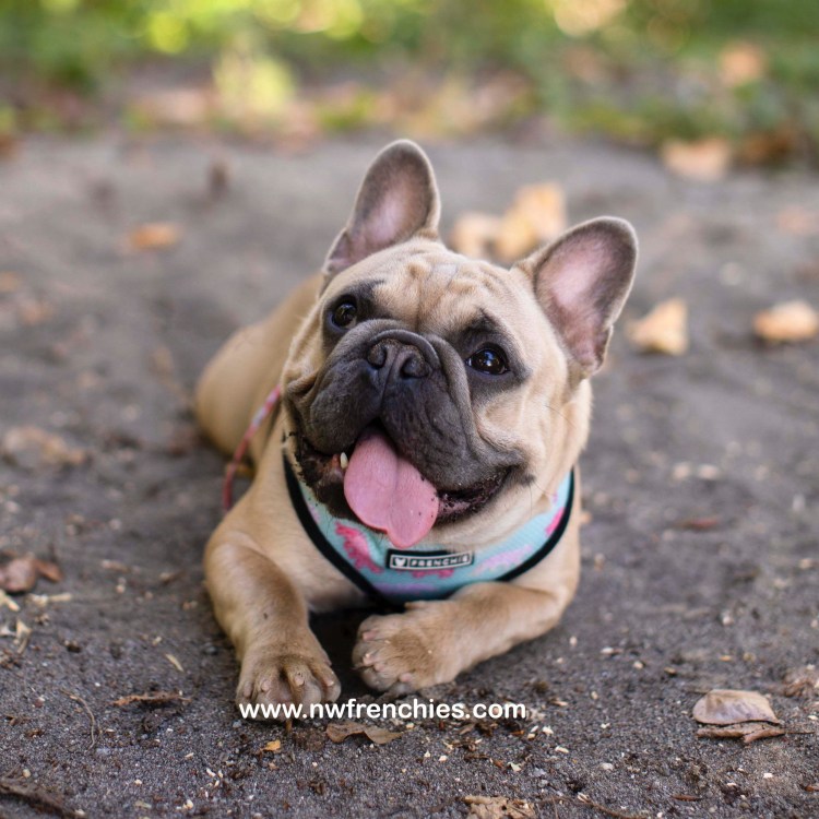 Метис МОПСА И хаски