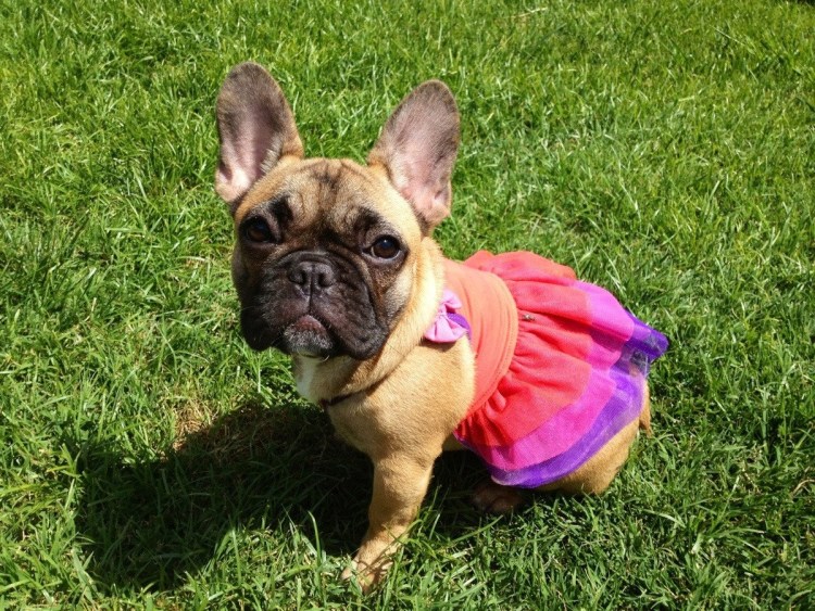 Метис МОПСА И французского бульдога