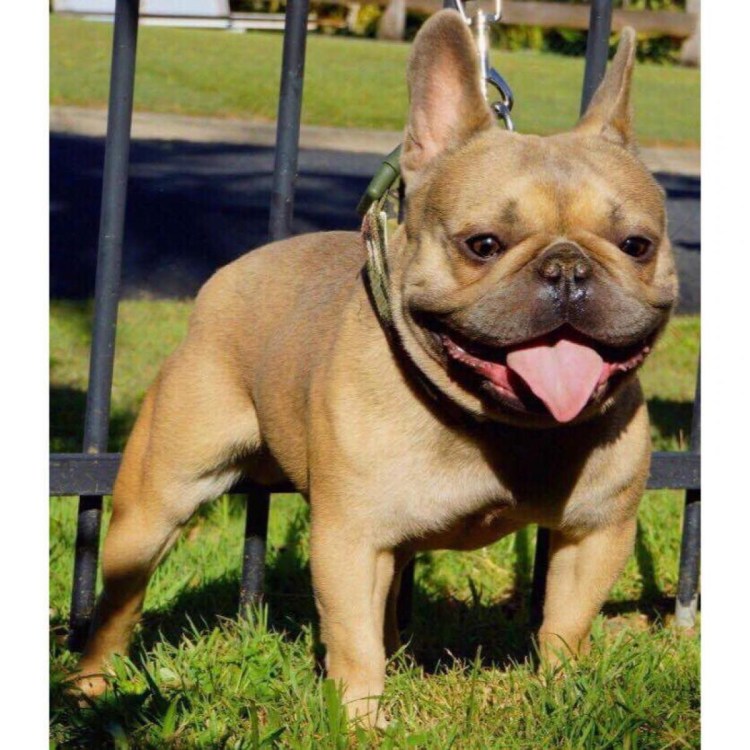 Французский бульдог Brindle