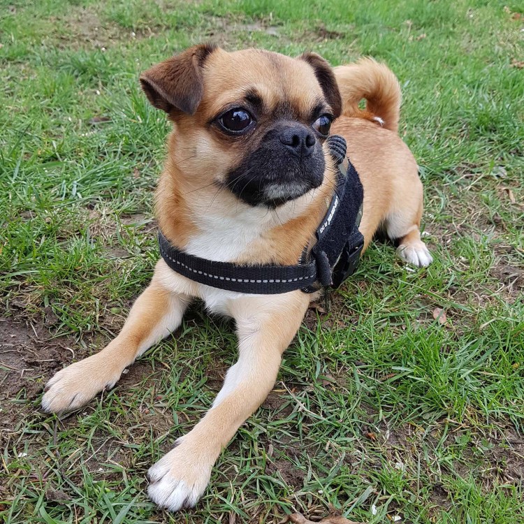 Метис бульдога