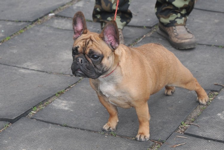 Помесь бульдога и МОПСА