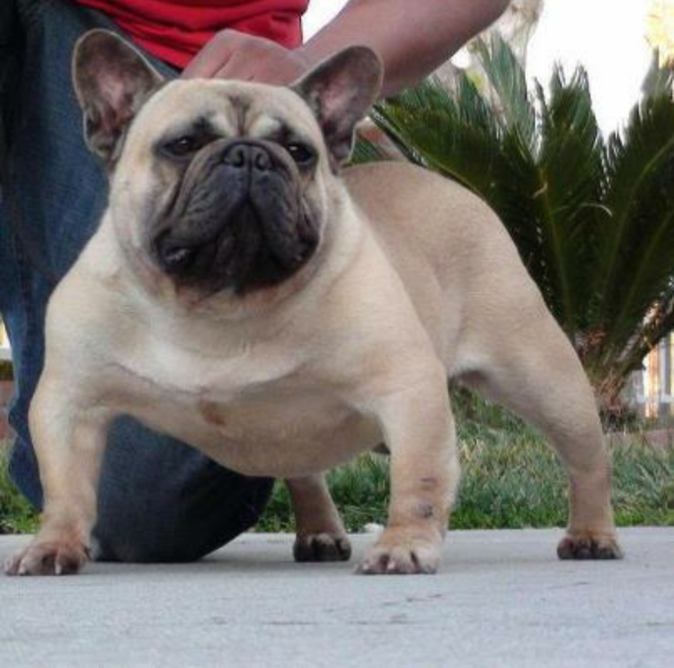 Метис французского бульдога и таксы