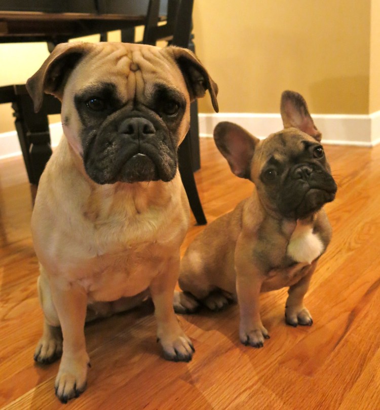 Помесь МОПСА И французского бульдога