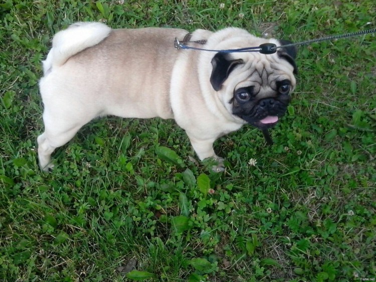 Мопс чих французский бульдог