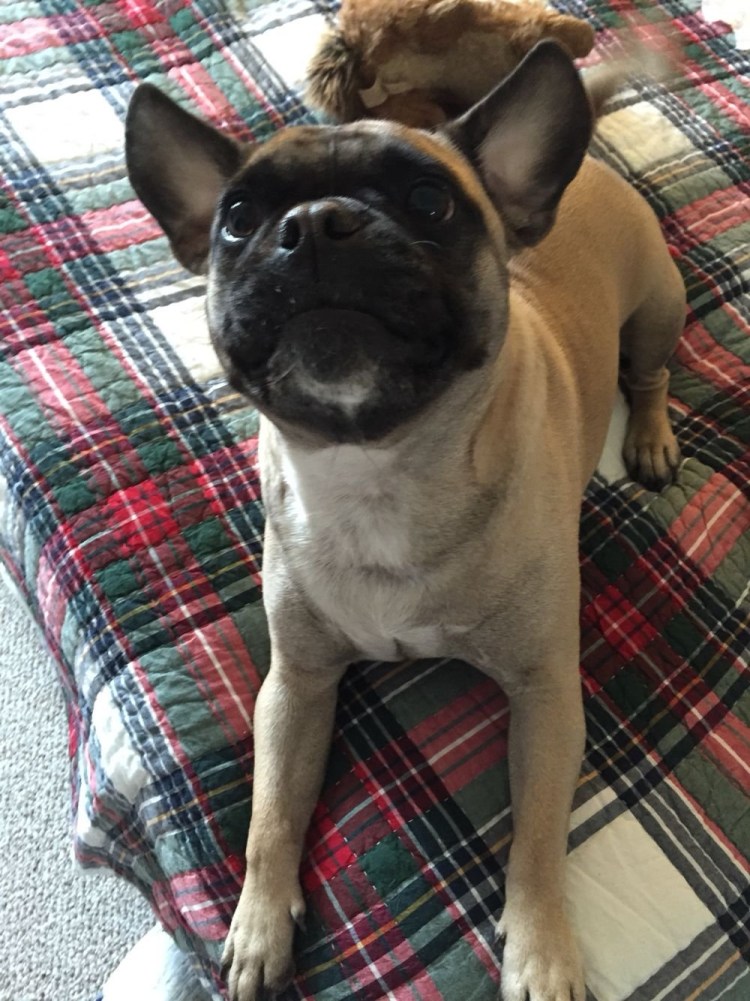 Метис французского бульдога