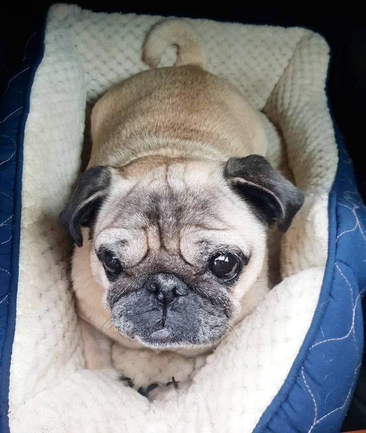 Французский бульдог отмелый в розовой куртке