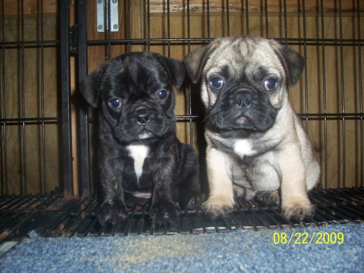 Метис пекинеса и французского бульдога