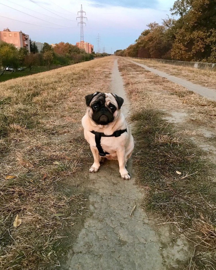 Бульдог рекс