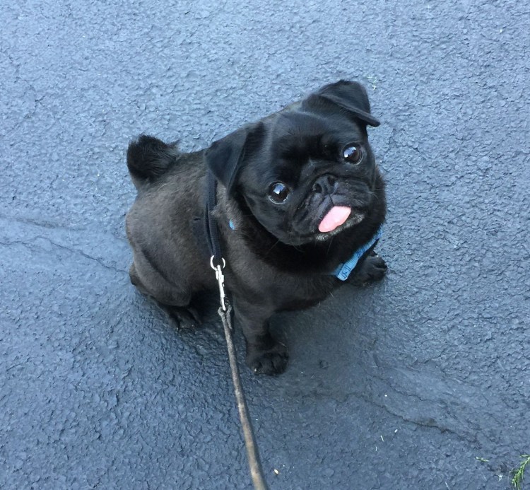 Мопс чих французский бульдог