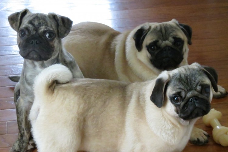 Бульдог и Мопс