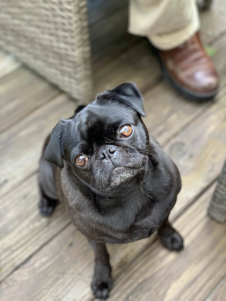 Метис МОПСА И французского бульдога