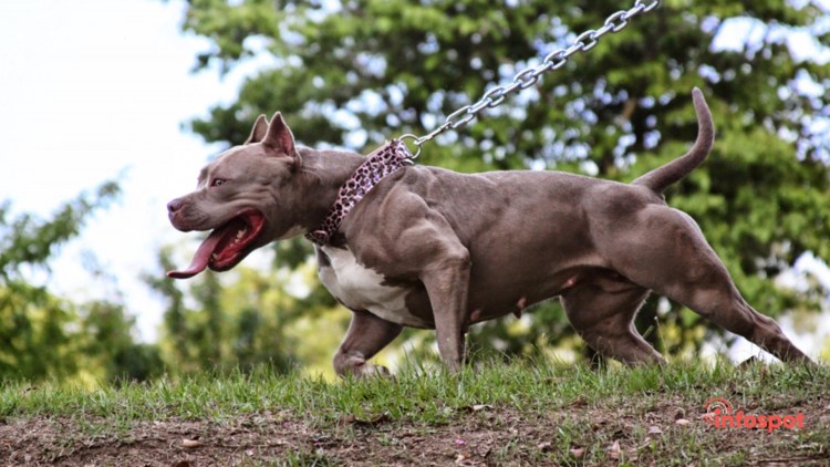 Американский питбультерьер