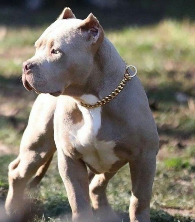 Американский булли и бультерьер