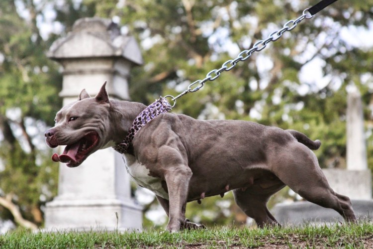 Американский стаффордширский булли